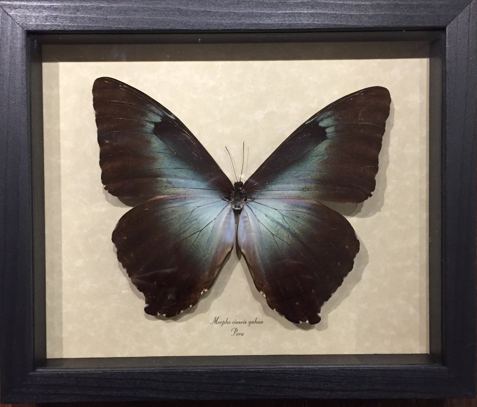 Morpho Cisseis Giant Blue Morpho