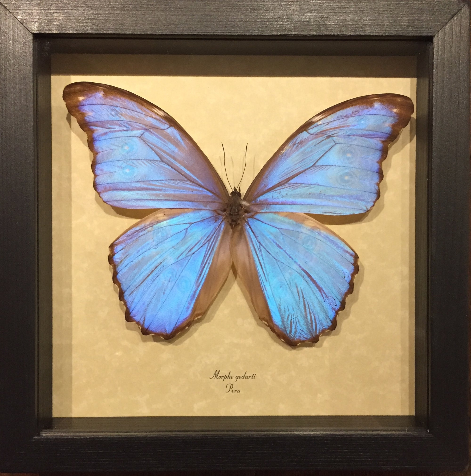 Morpho Godarti Butterfly