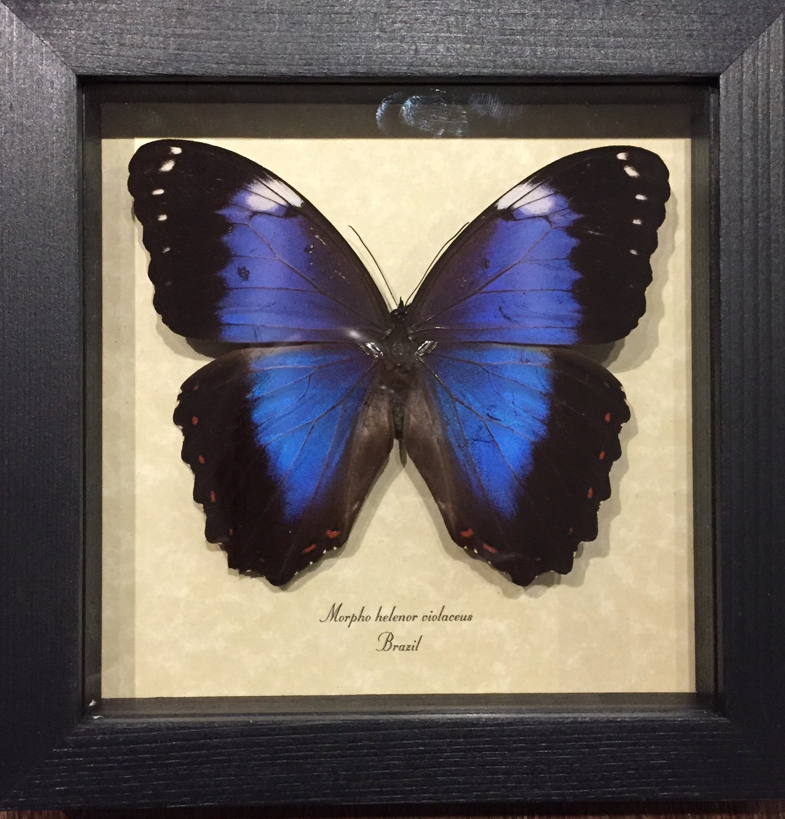 Morpho helenor violaceus