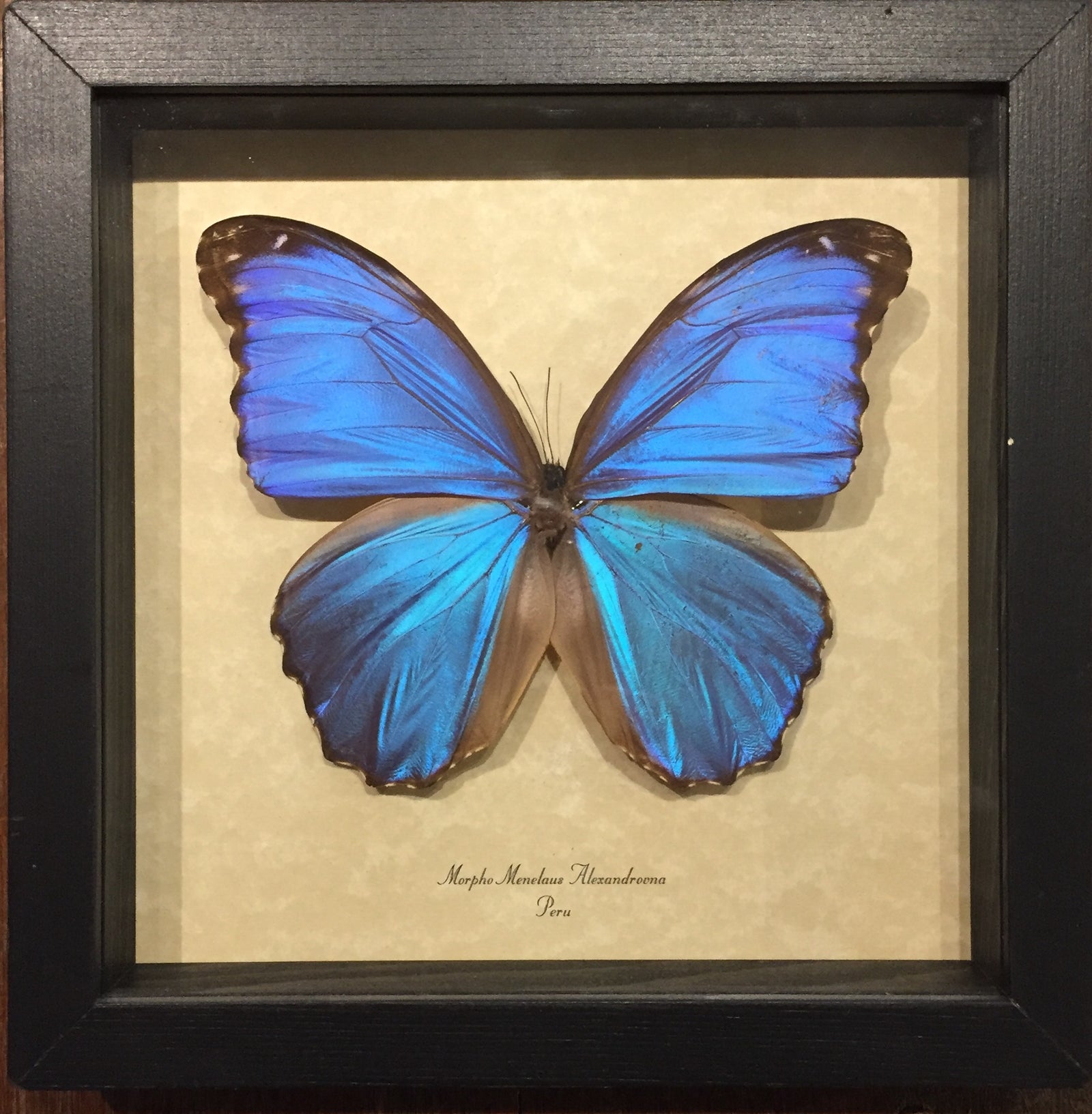 Morpho Menelaus Alexandrovna
