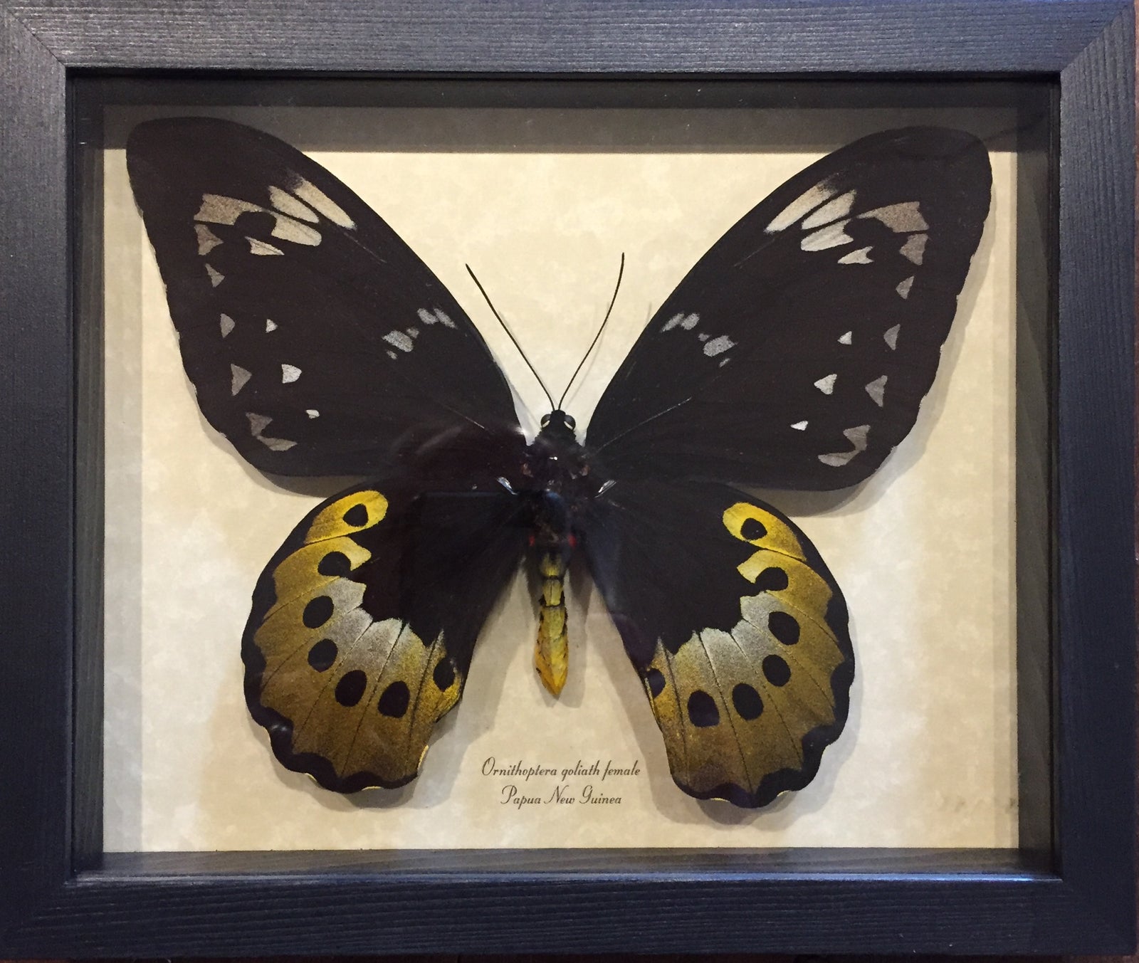 Ornithoptera Goliathus Female