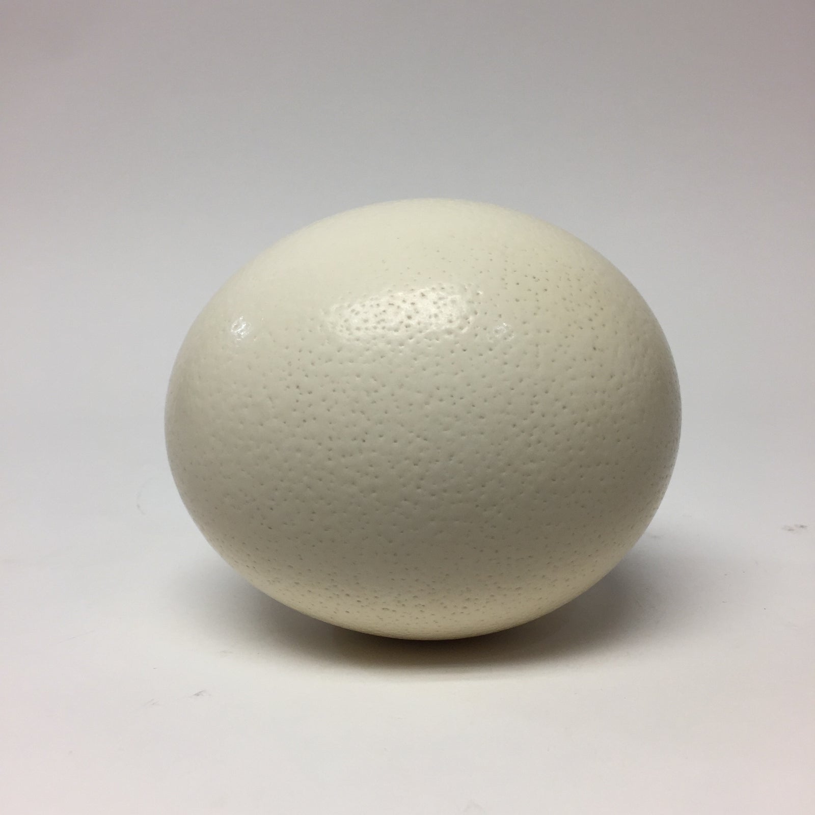 Ostrich Egg Natural
