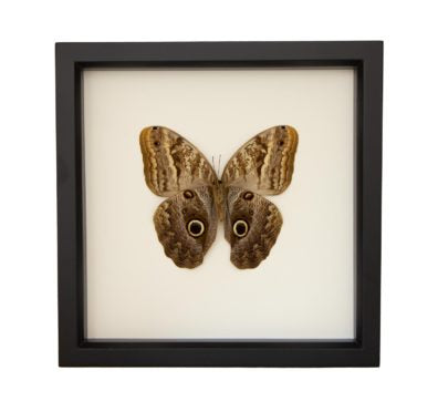 Owl Butterfly Underside (Caligo species) Framed