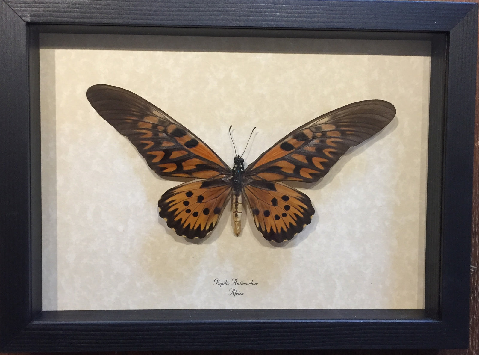 Papilio Antimachus Male