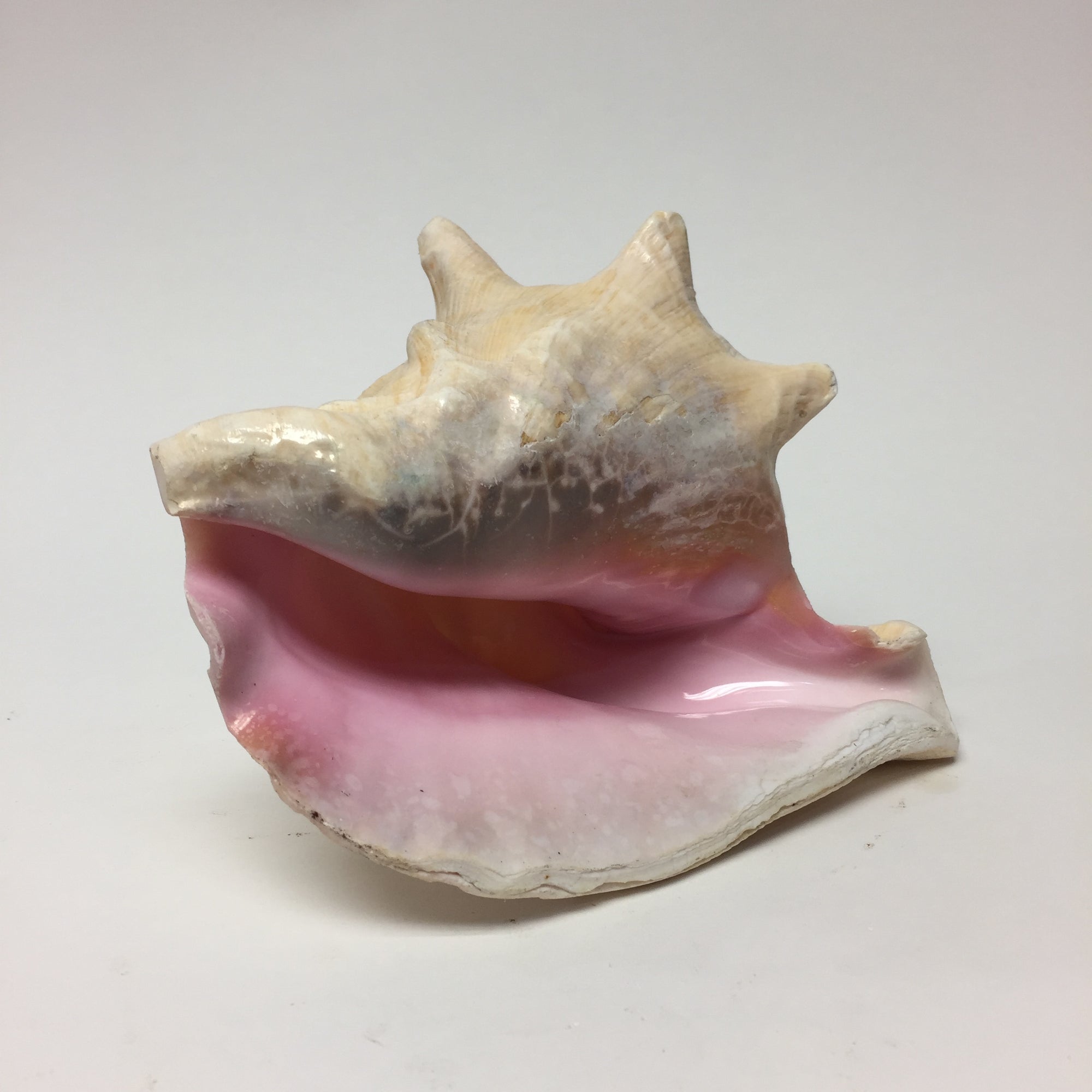 Pink Conch Shell Small