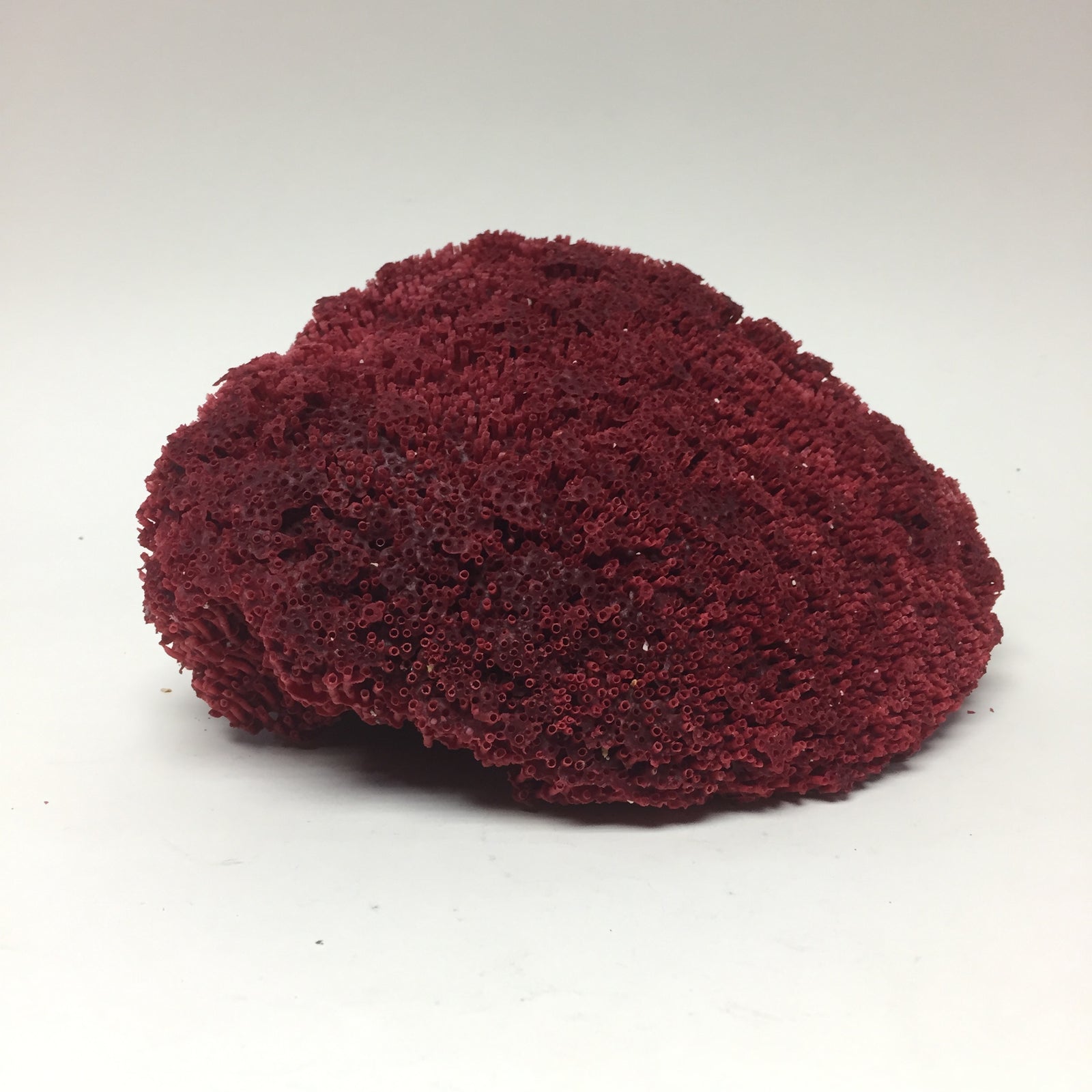 Organ Pipe Coral 12 Inch