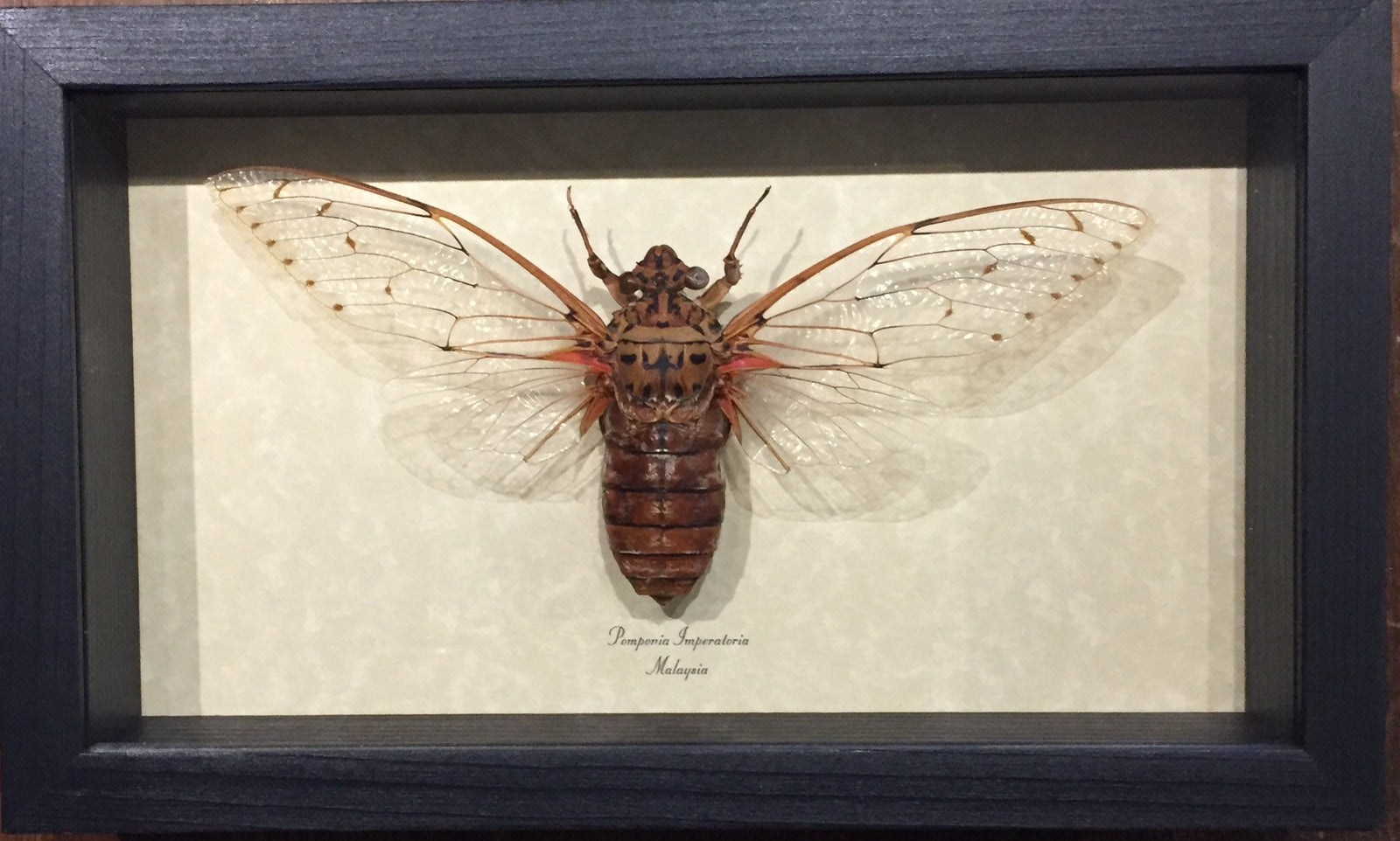 Pomponia Imperatoria Large Framed Cicada