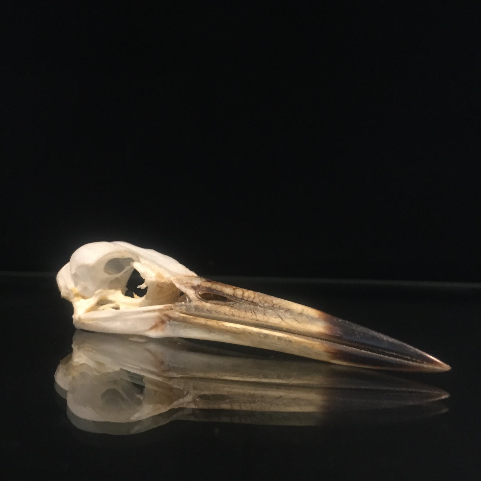 Pond Heron Skull 1