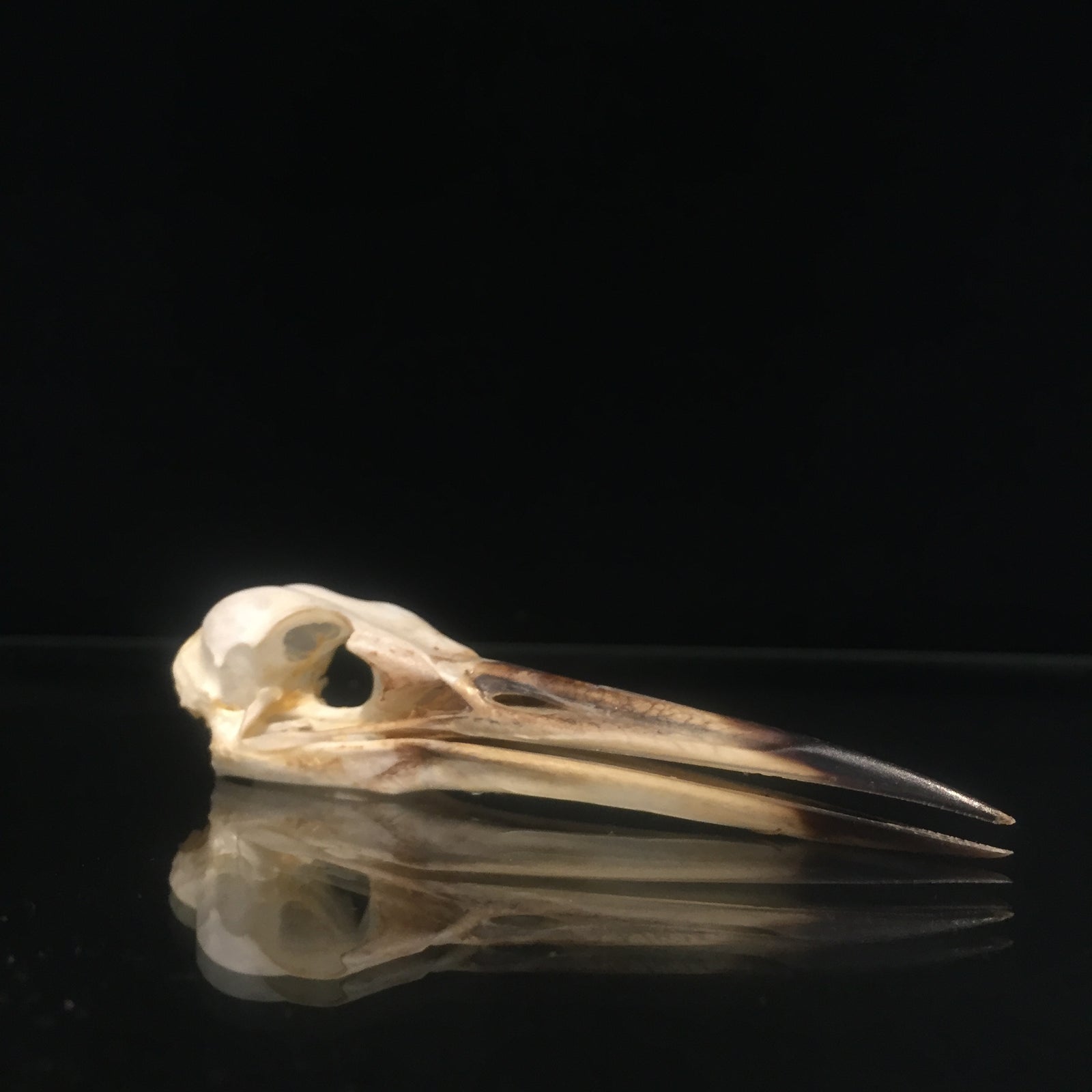 Pond Heron Skull 2