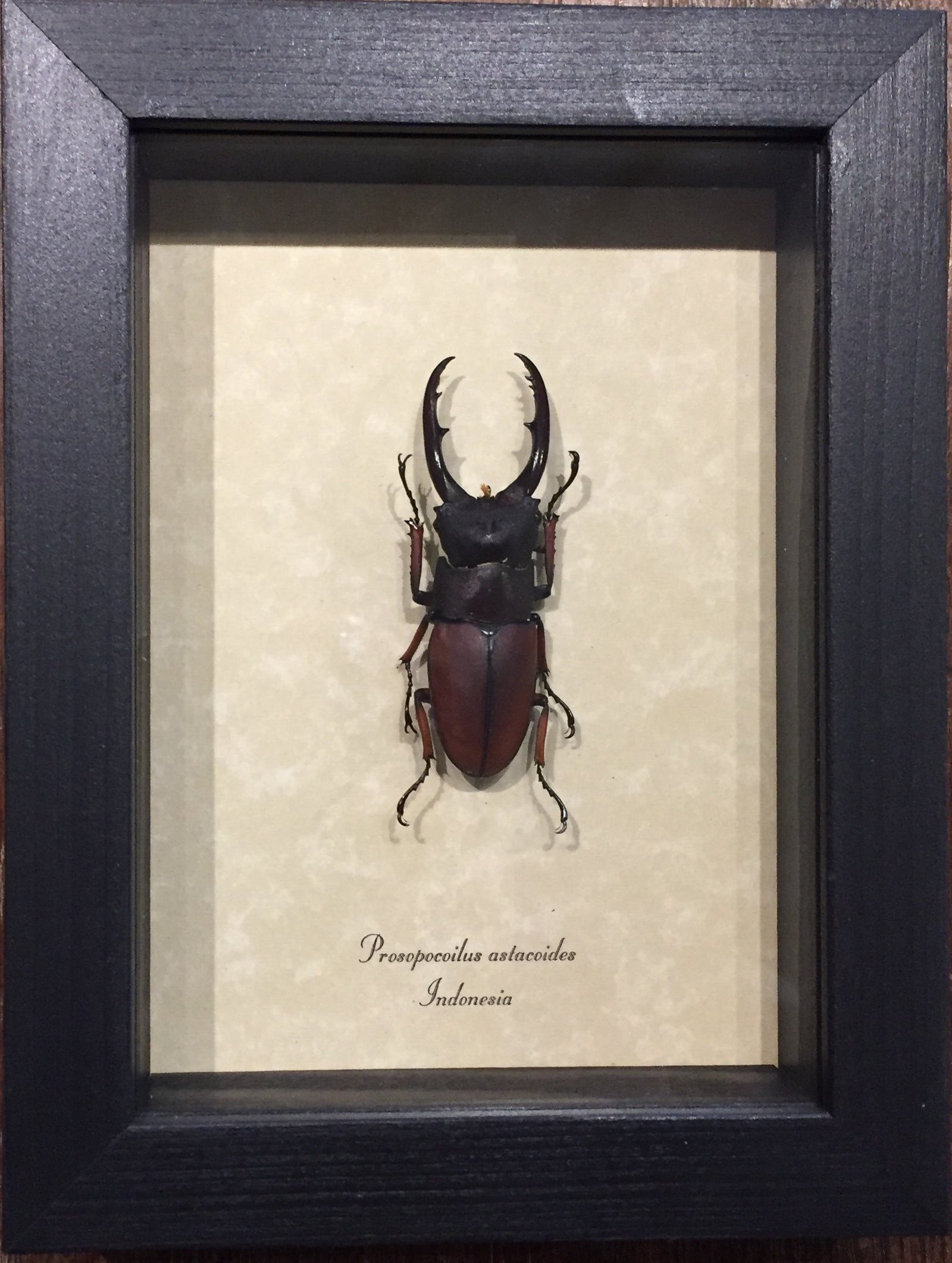 Prosopocoilus Astacoides Fighting Red Stag Beetle