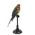 Rosella Parrot Taxidermy