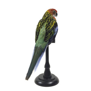 Rosella Parrot Taxidermy