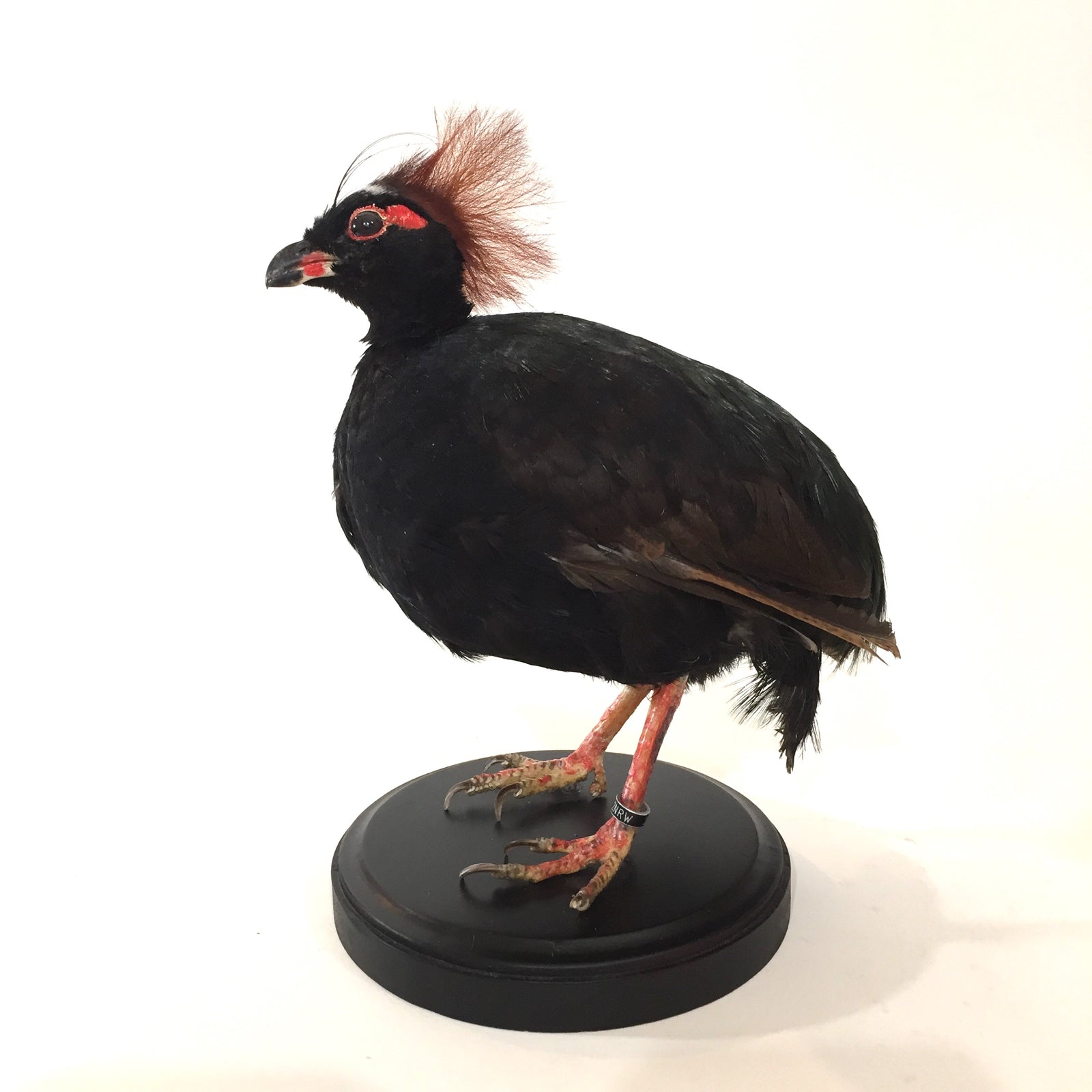 Crested Partridge Taxidermy