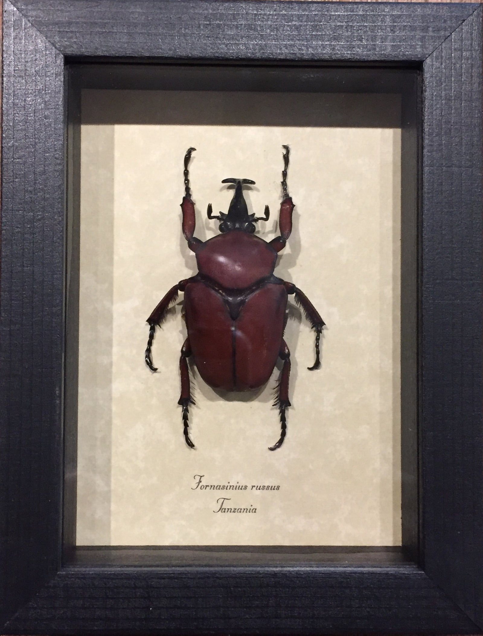 Fornasinius Russus African Flower Beetle