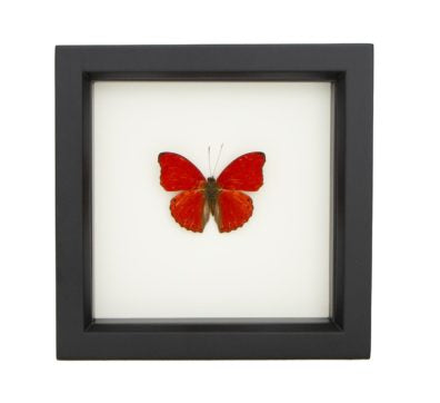 Sangria Butterfly (Cymothoe sangrias) Framed