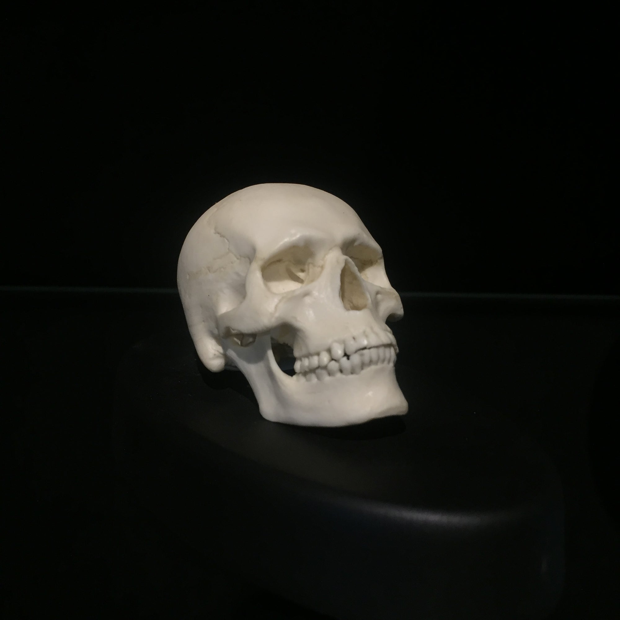 Human Skull 1:4 Scale