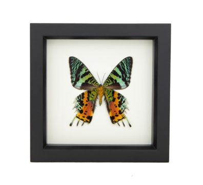 Madagascan Sunset Moth verso (Chrysiridia rhipheus)