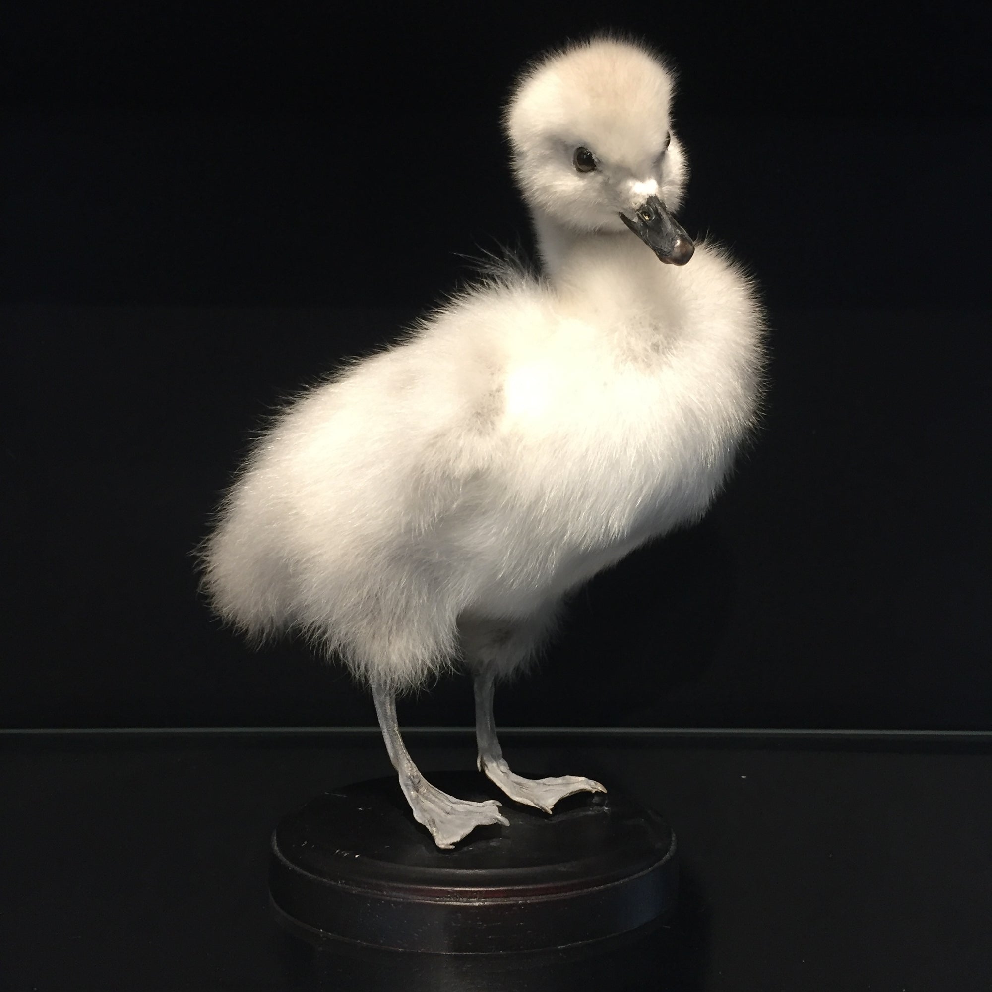 Swan Cygnet 1 Taxidermy