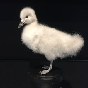 Swan Cygnet 2 Taxidermy