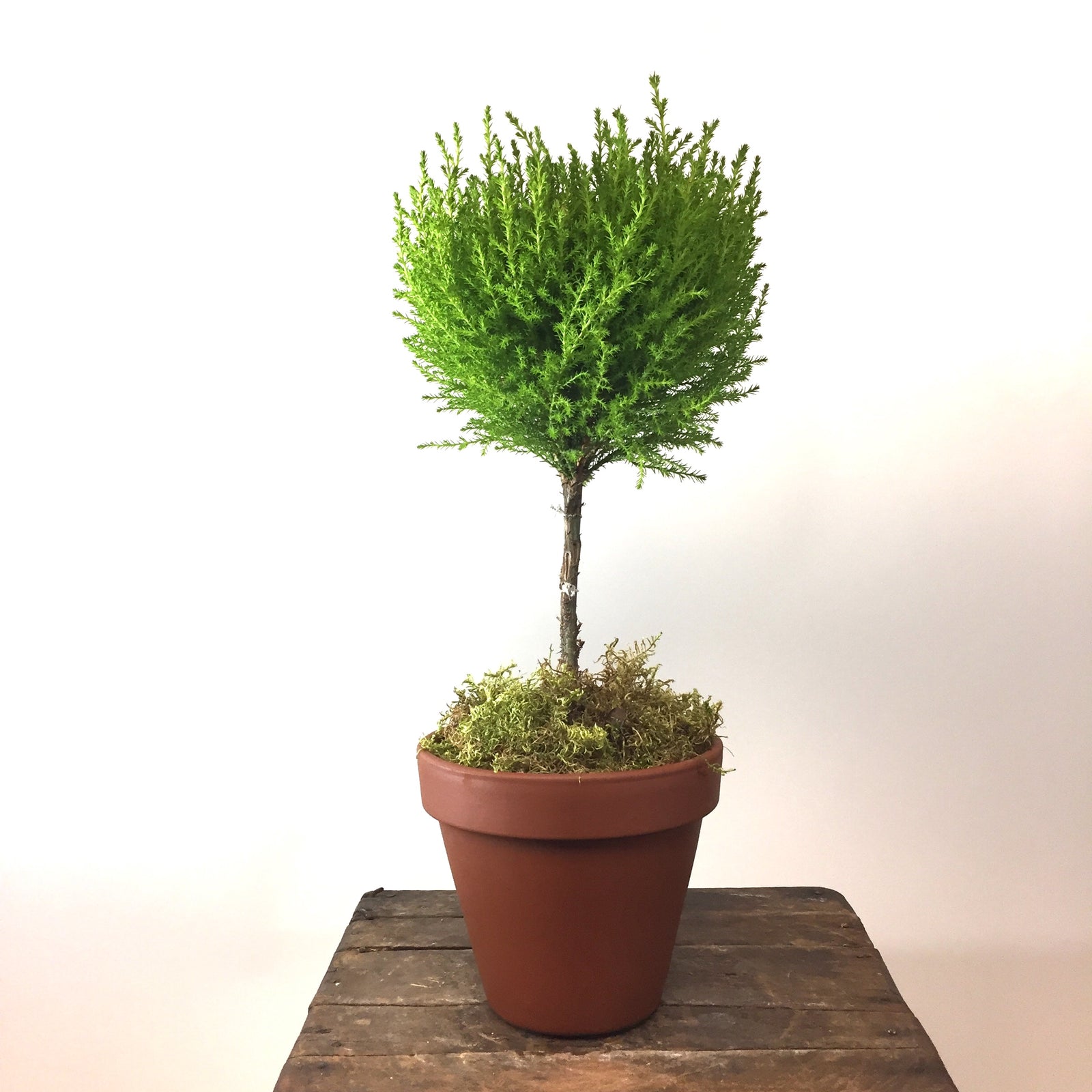 Lemon Cypress Ball Topiary in 6" Terracotta Pot