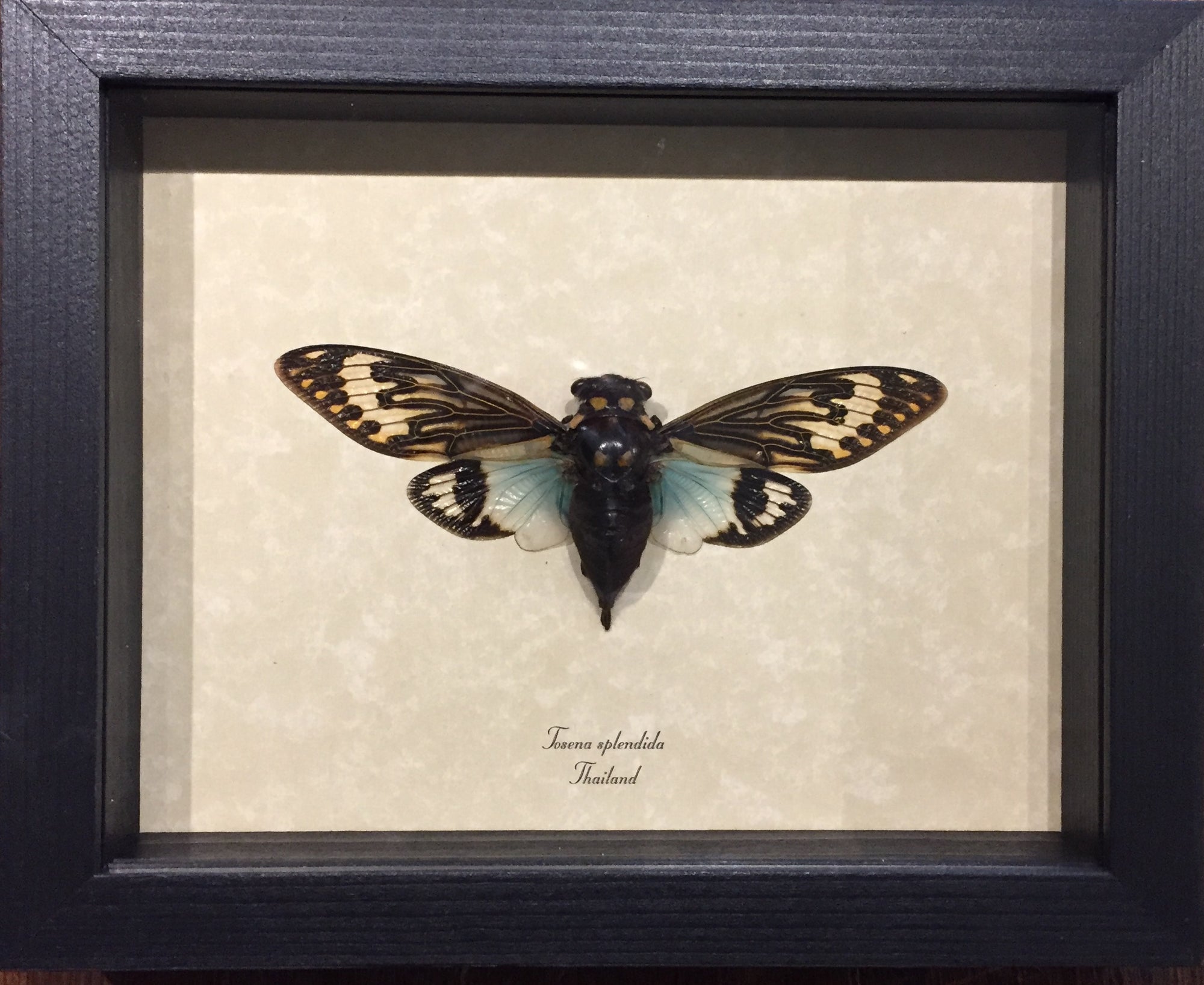 Tosena Splendida Blue Cicada