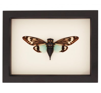 Green Cicada (Tosena splendida) Framed
