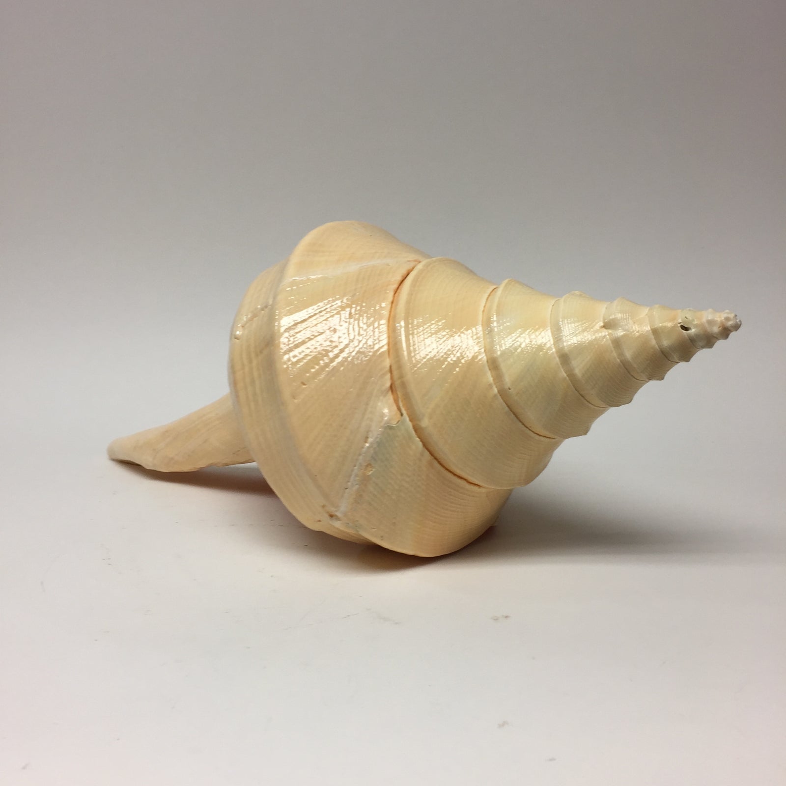 Australian Aruanus Shell