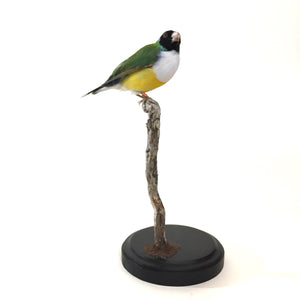 White Breasted Lady Gouldian Finch Taxidermy