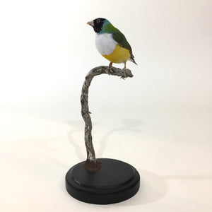 White Breasted Lady Gouldian Finch Taxidermy