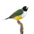 White Breasted Lady Gouldian Finch Taxidermy