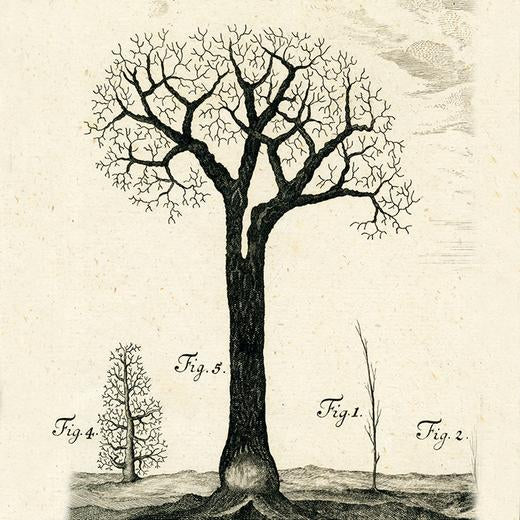 Winter Tree Silk Scarf by John Derian