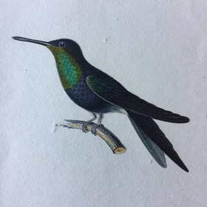 Antique Hummingbird Print Oiseau-Mouche A Queue Fourchue Pl 18