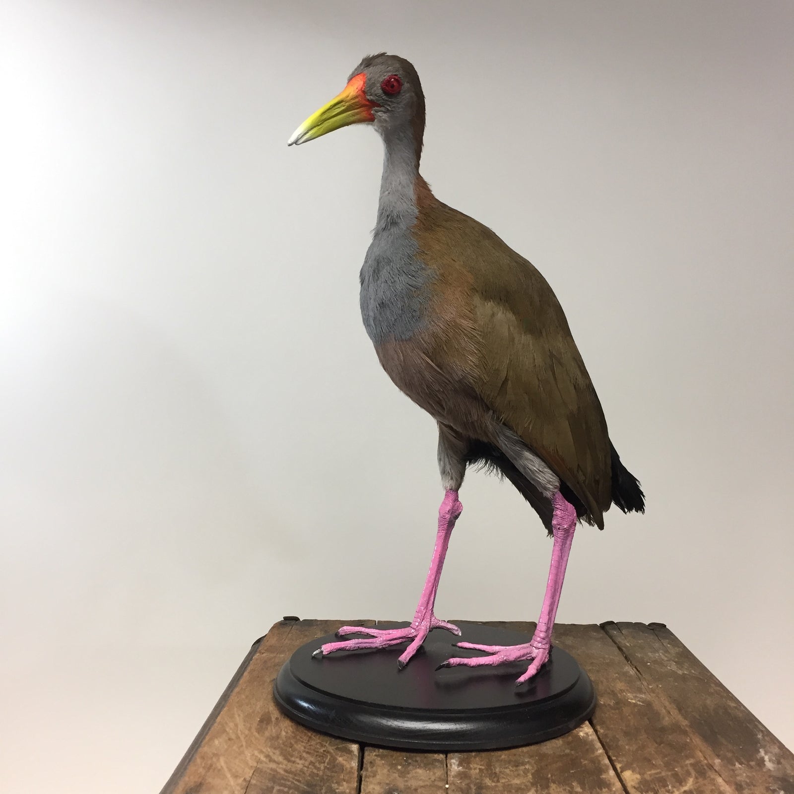 Giant Wood-Rail Taxidermy