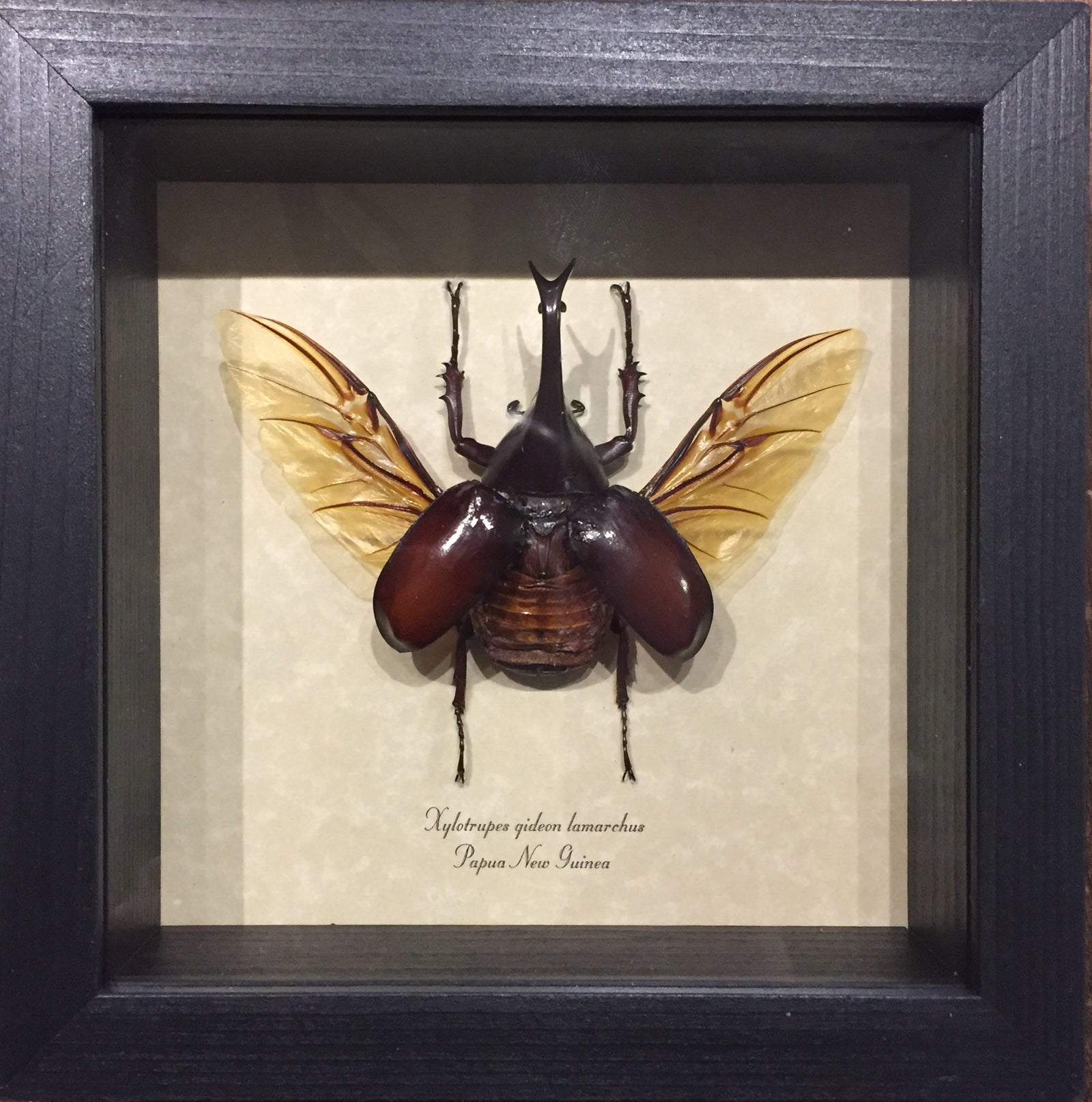 Xylotrupes Gideon Flying Rhino Beetle